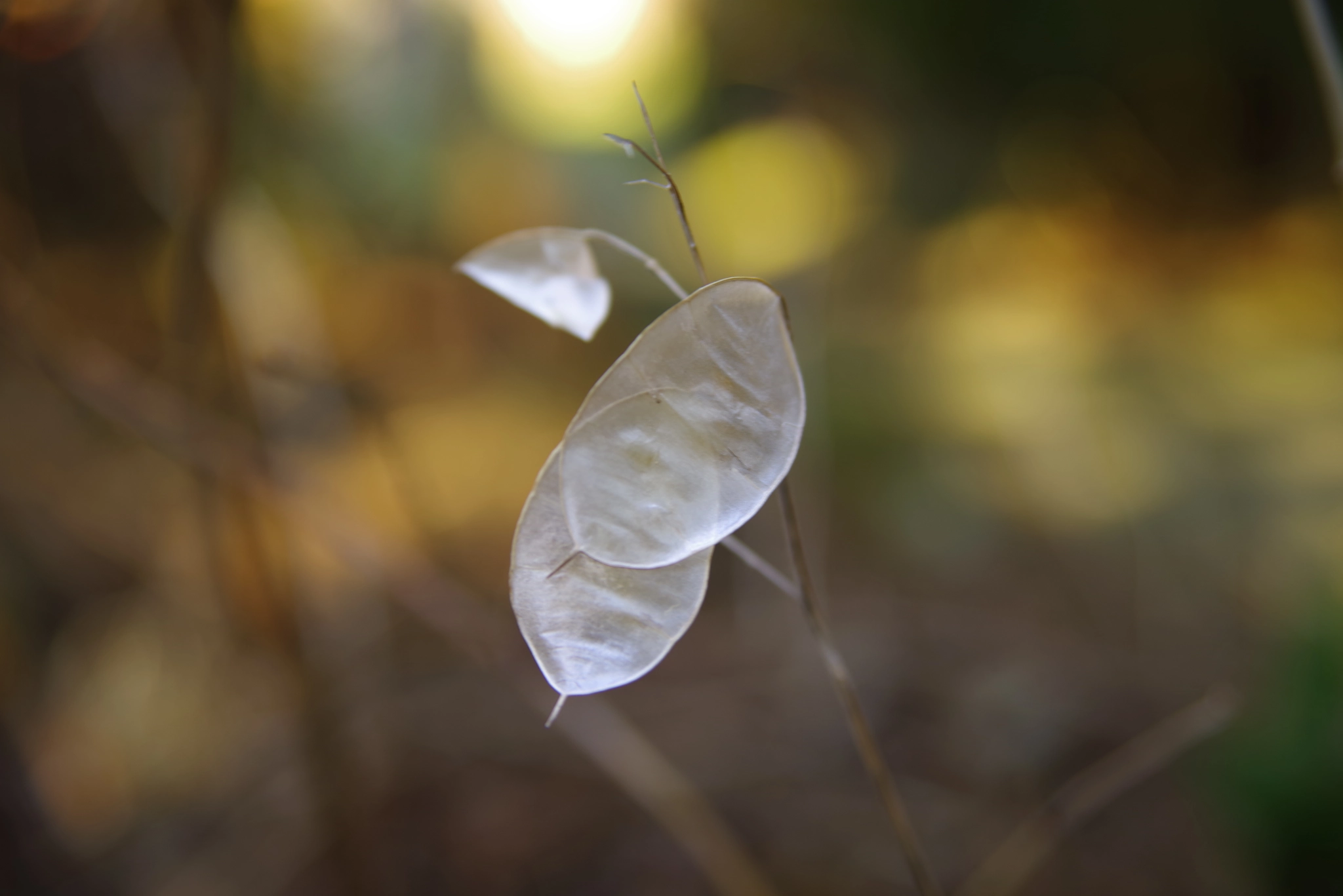 Pentax K-1 sample photo. Untitled photography