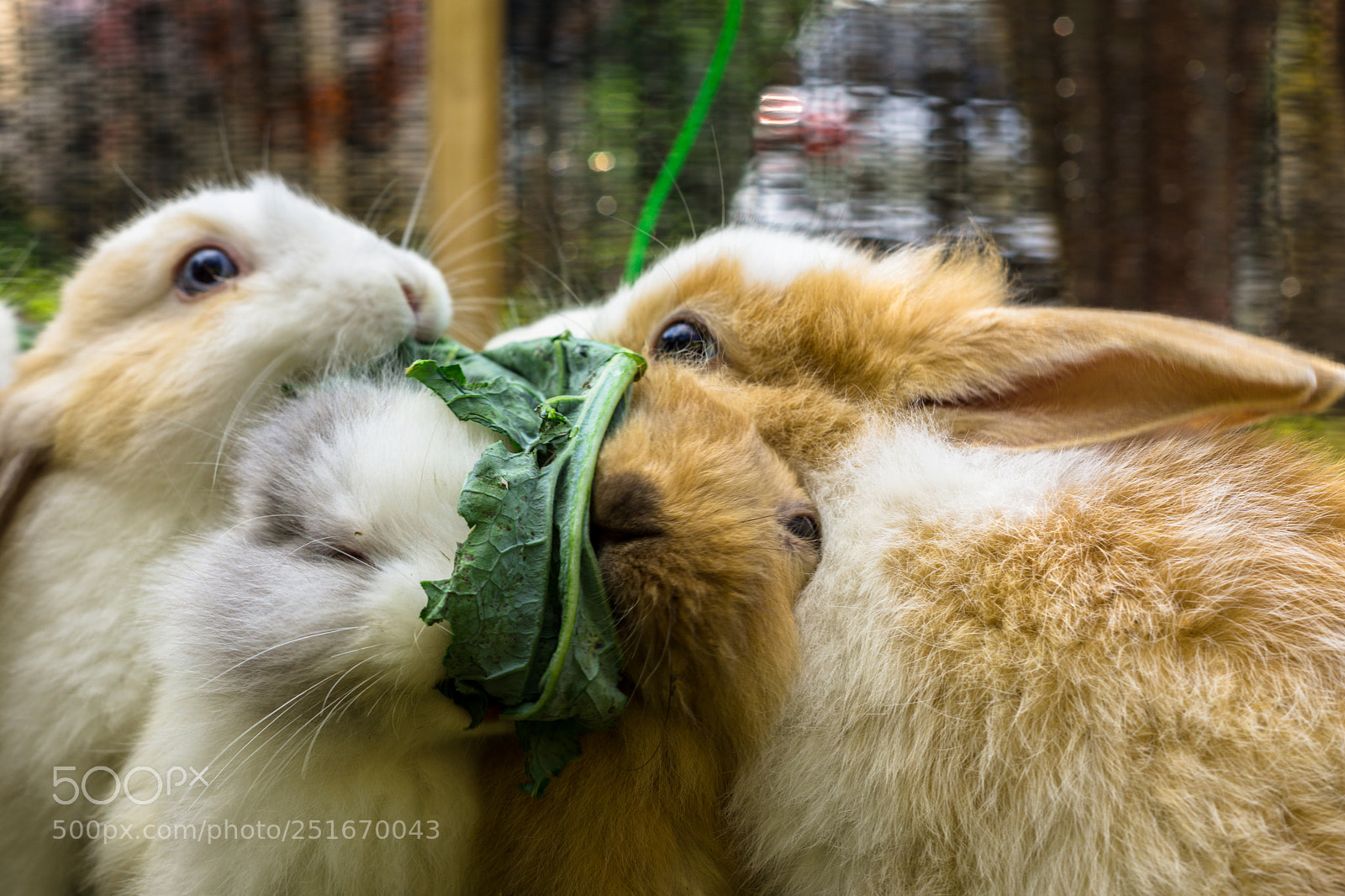 Sony a6000 sample photo. Rabbits photography