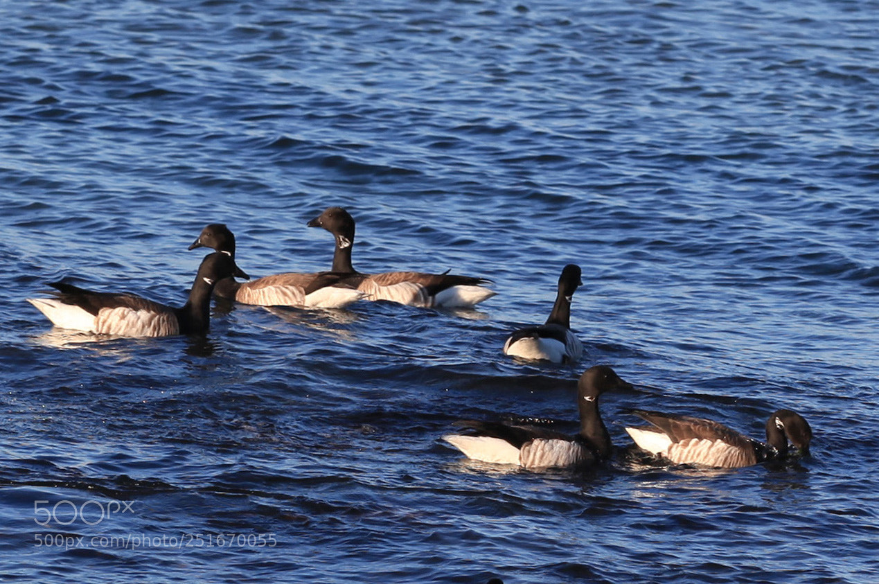 Canon EOS 5D Mark II sample photo. Brant geese photography