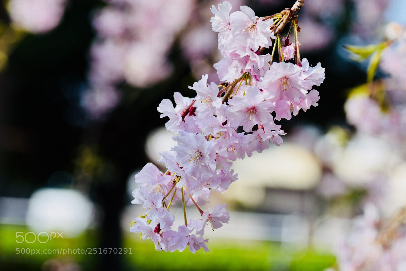 Nikon D7200 sample photo. Weeping cherry photography