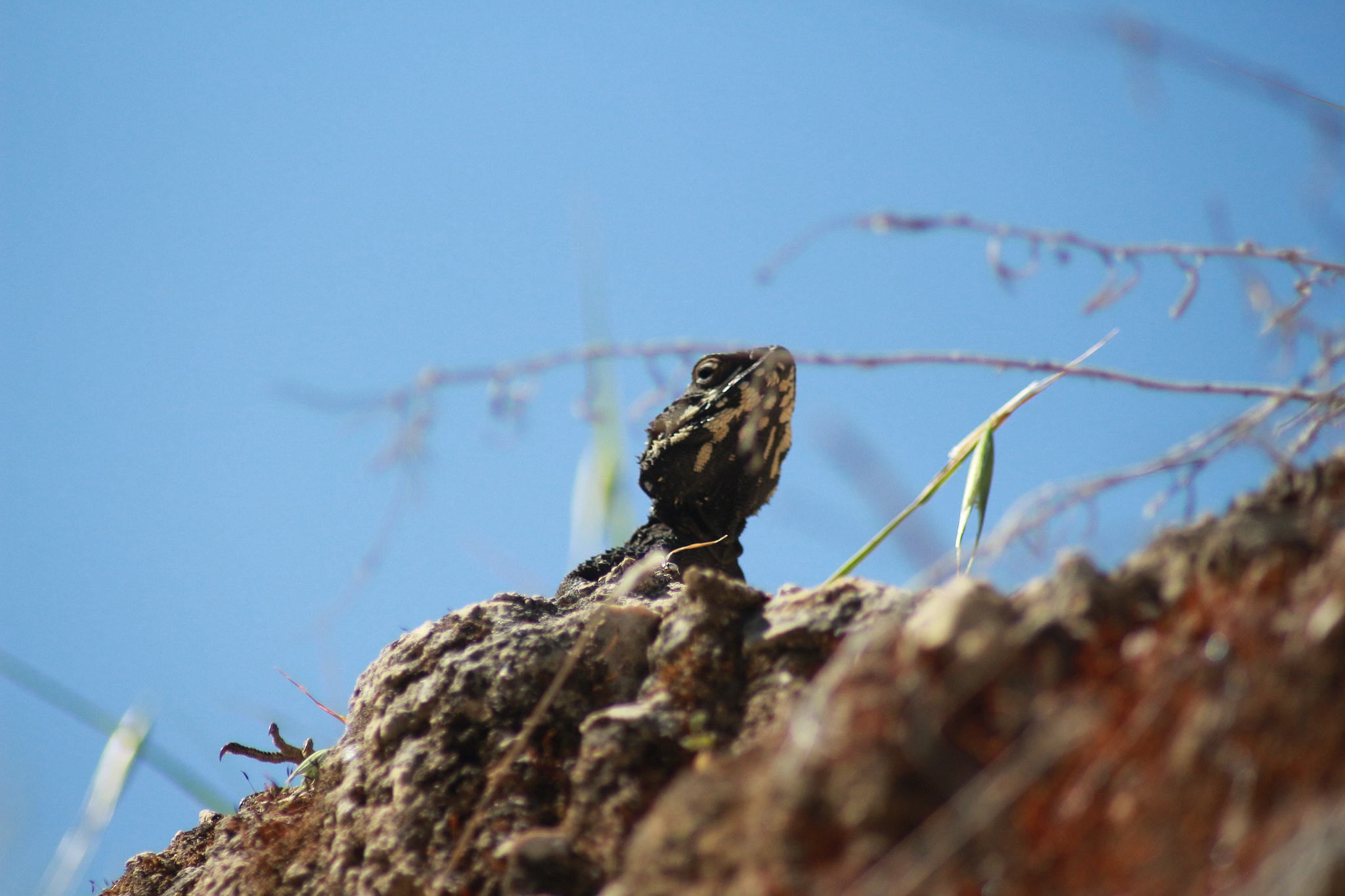 Canon EOS 700D (EOS Rebel T5i / EOS Kiss X7i) sample photo. In the sun photography