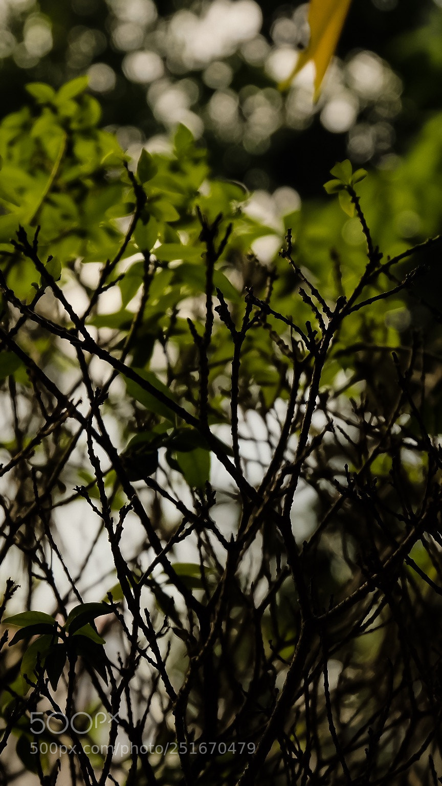 Fujifilm X-T20 sample photo. Greens photography
