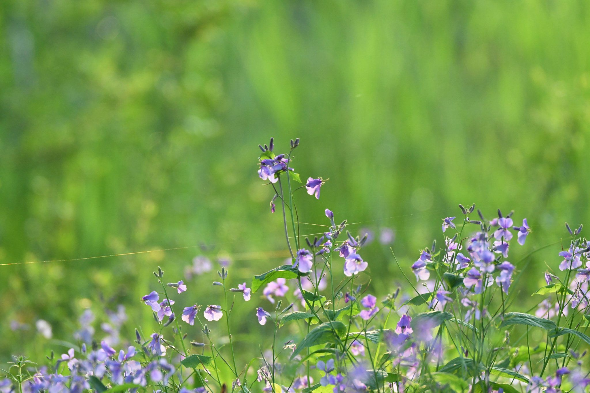 Nikon D500 sample photo