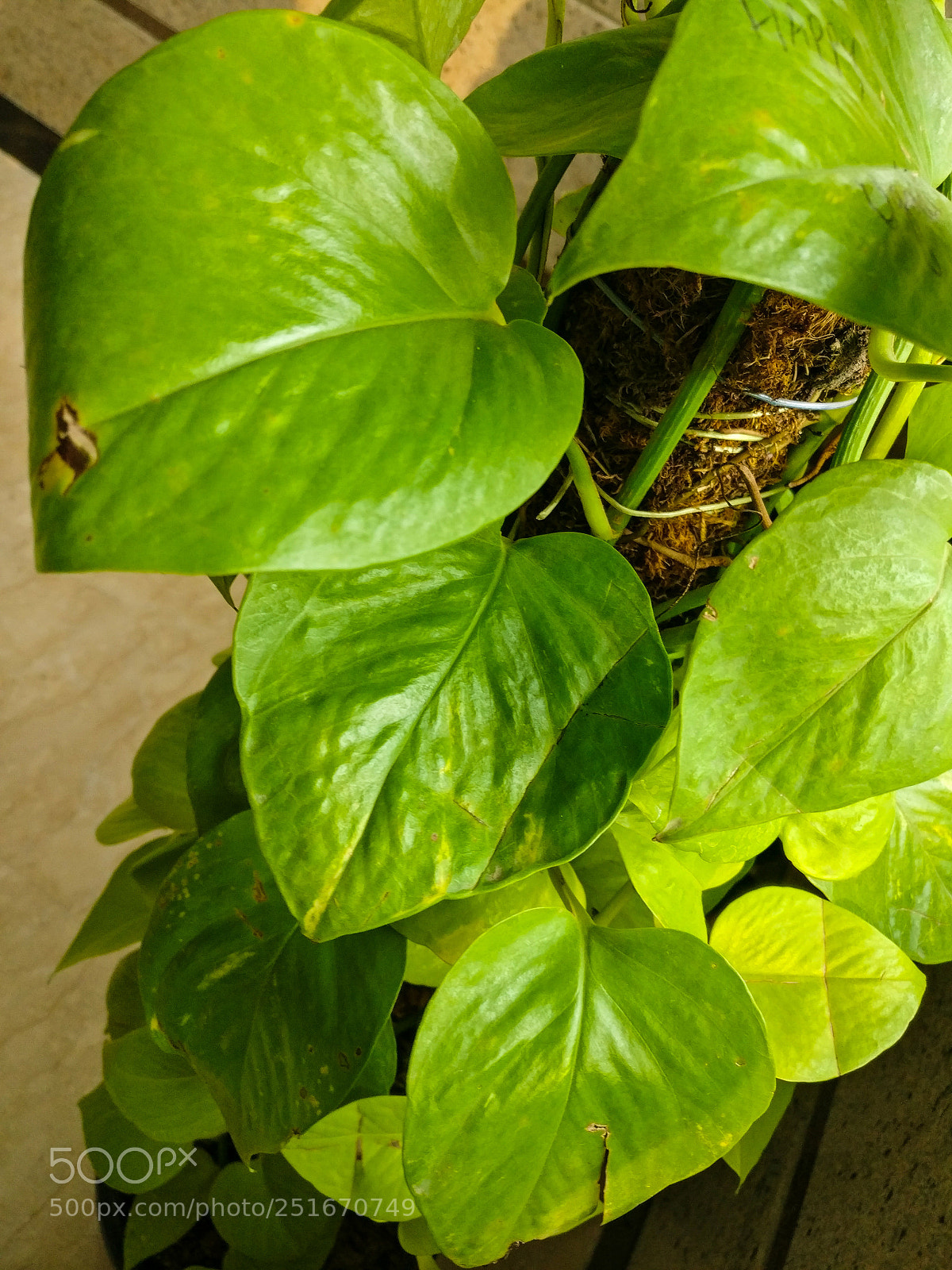 OnePlus A3003 sample photo. Leaf photography