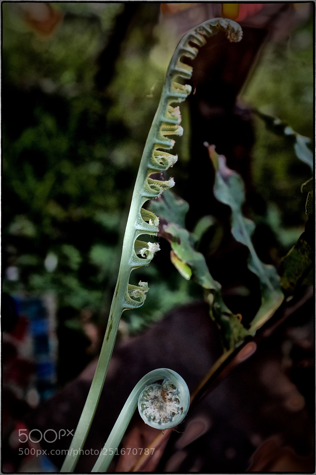 Fujifilm X100T sample photo. Fern photography