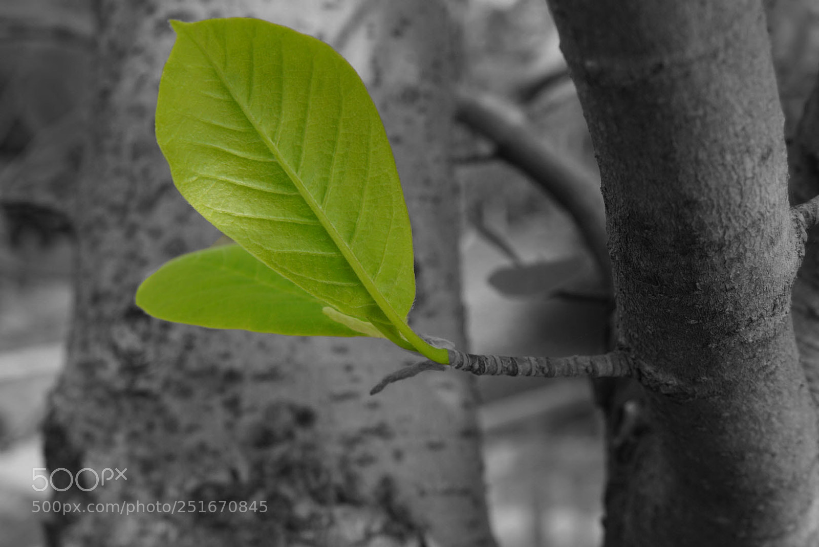 Sony a6000 sample photo. Untitled photography