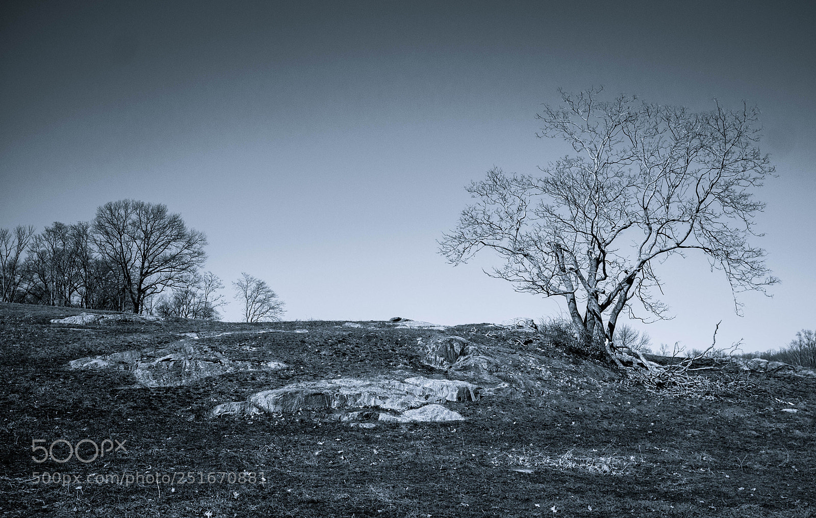 Fujifilm FinePix X100 sample photo. The lonely tree photography