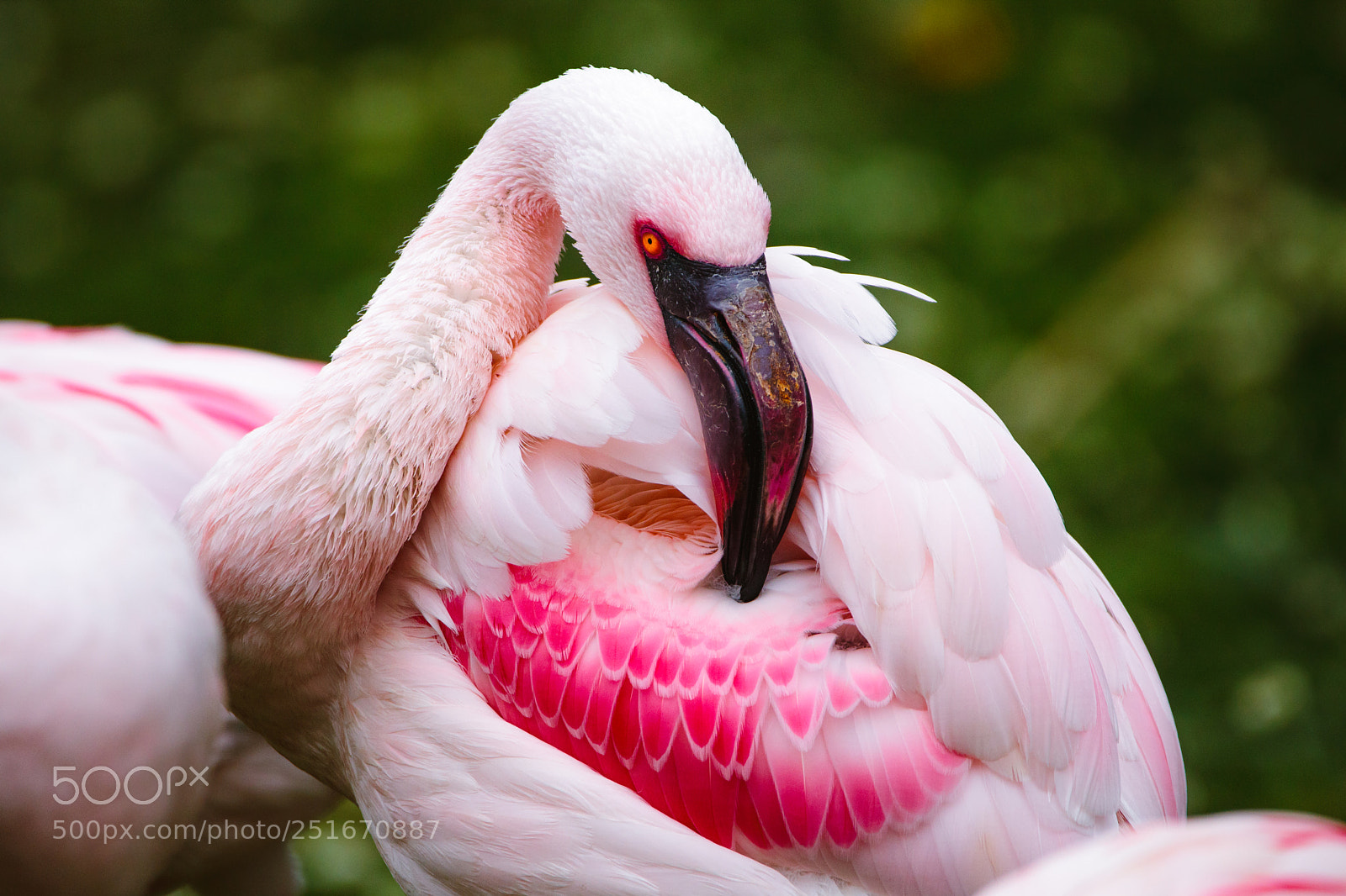 Canon EOS 750D (EOS Rebel T6i / EOS Kiss X8i) sample photo. Flamingo stare photography