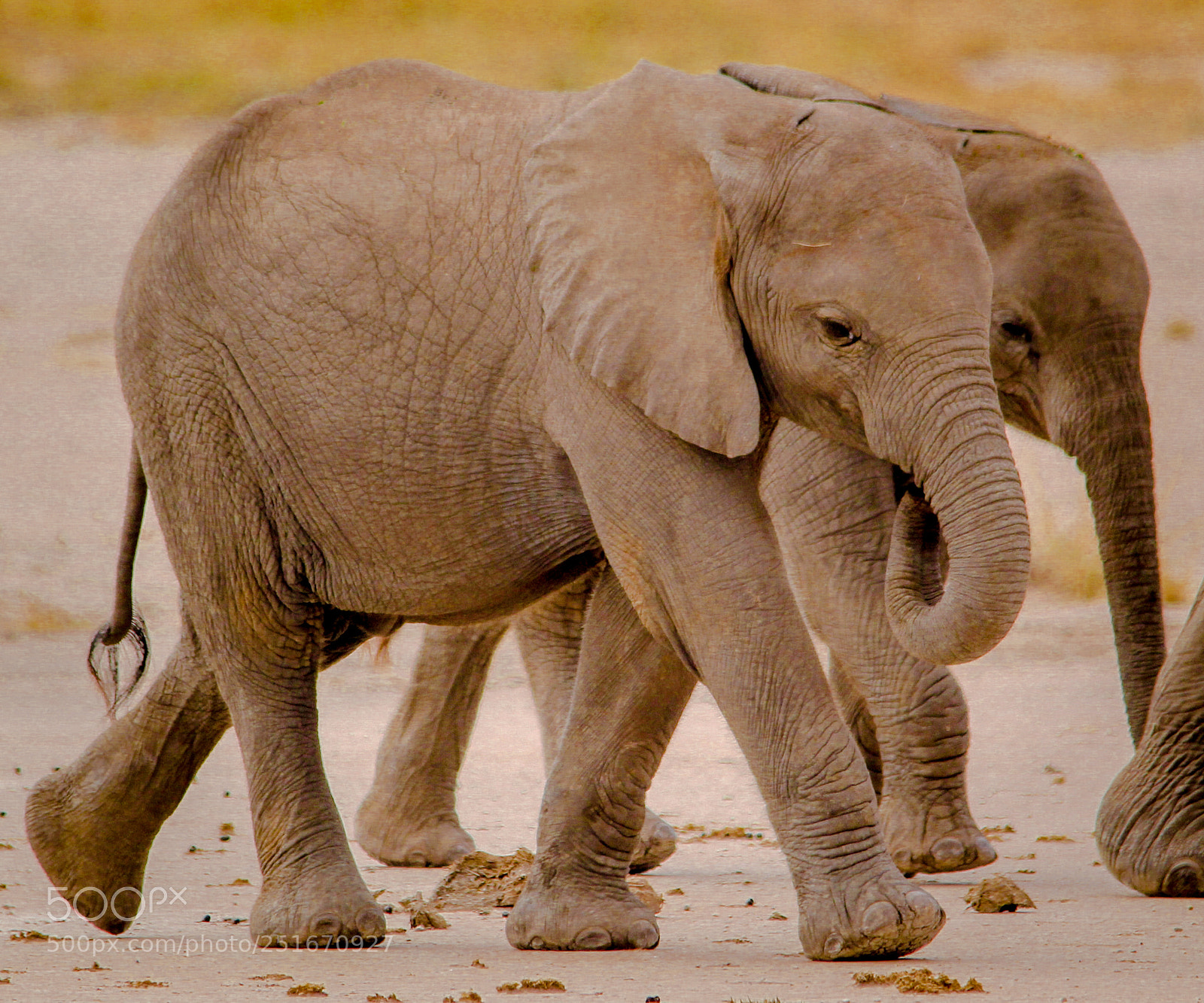 Canon EOS 60D sample photo. Baby elephants trotting behind photography