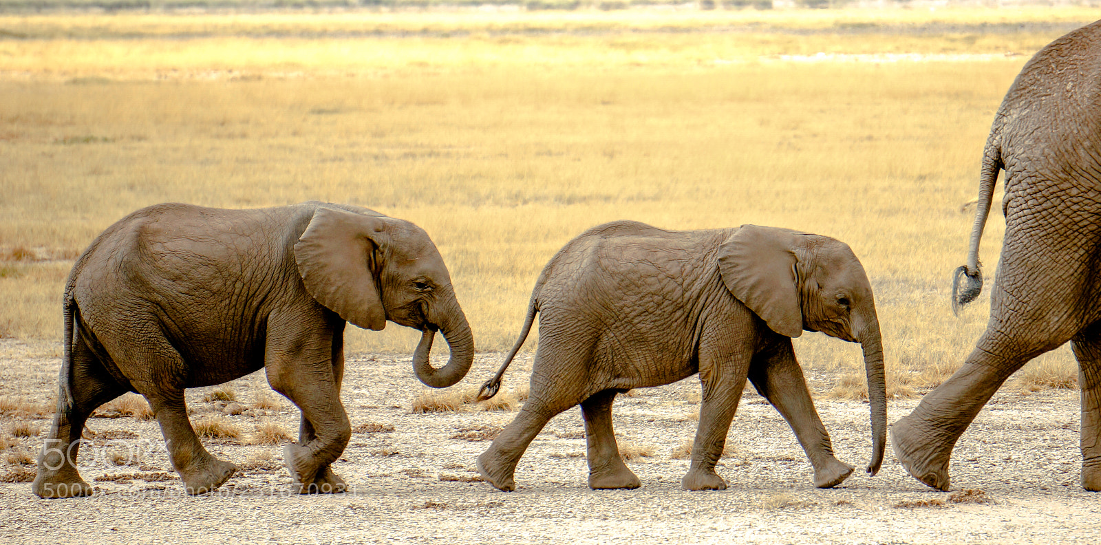 Sony Alpha NEX-6 sample photo. Baby elephants photography
