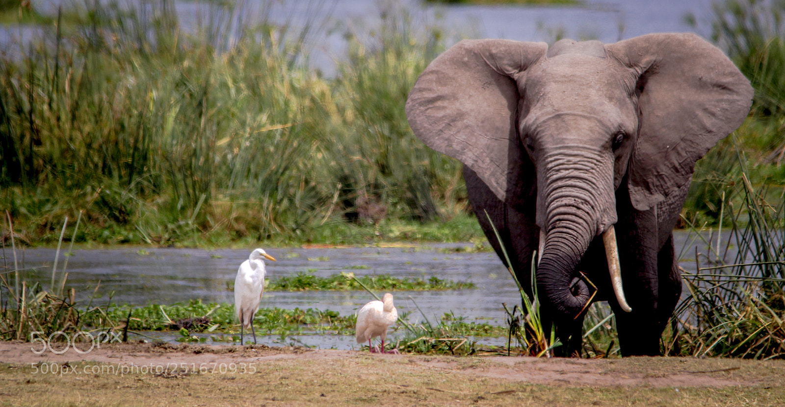 Canon EOS 60D sample photo. Elephant and bird photography
