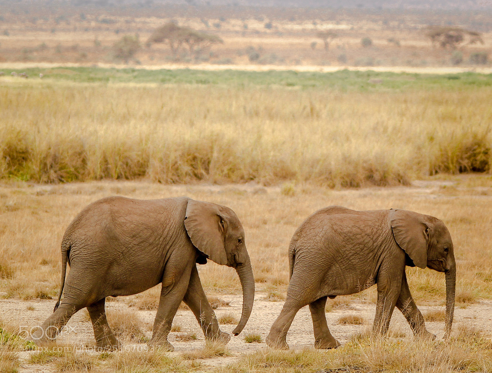 Canon EOS 60D sample photo. Elephant family photography