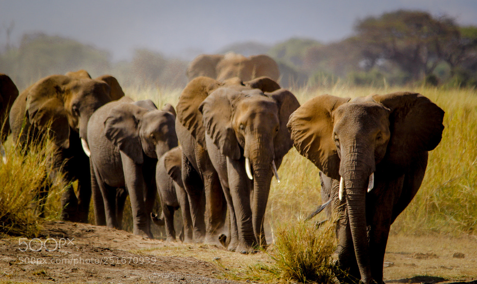 Canon EOS 60D sample photo. Elephant parade photography
