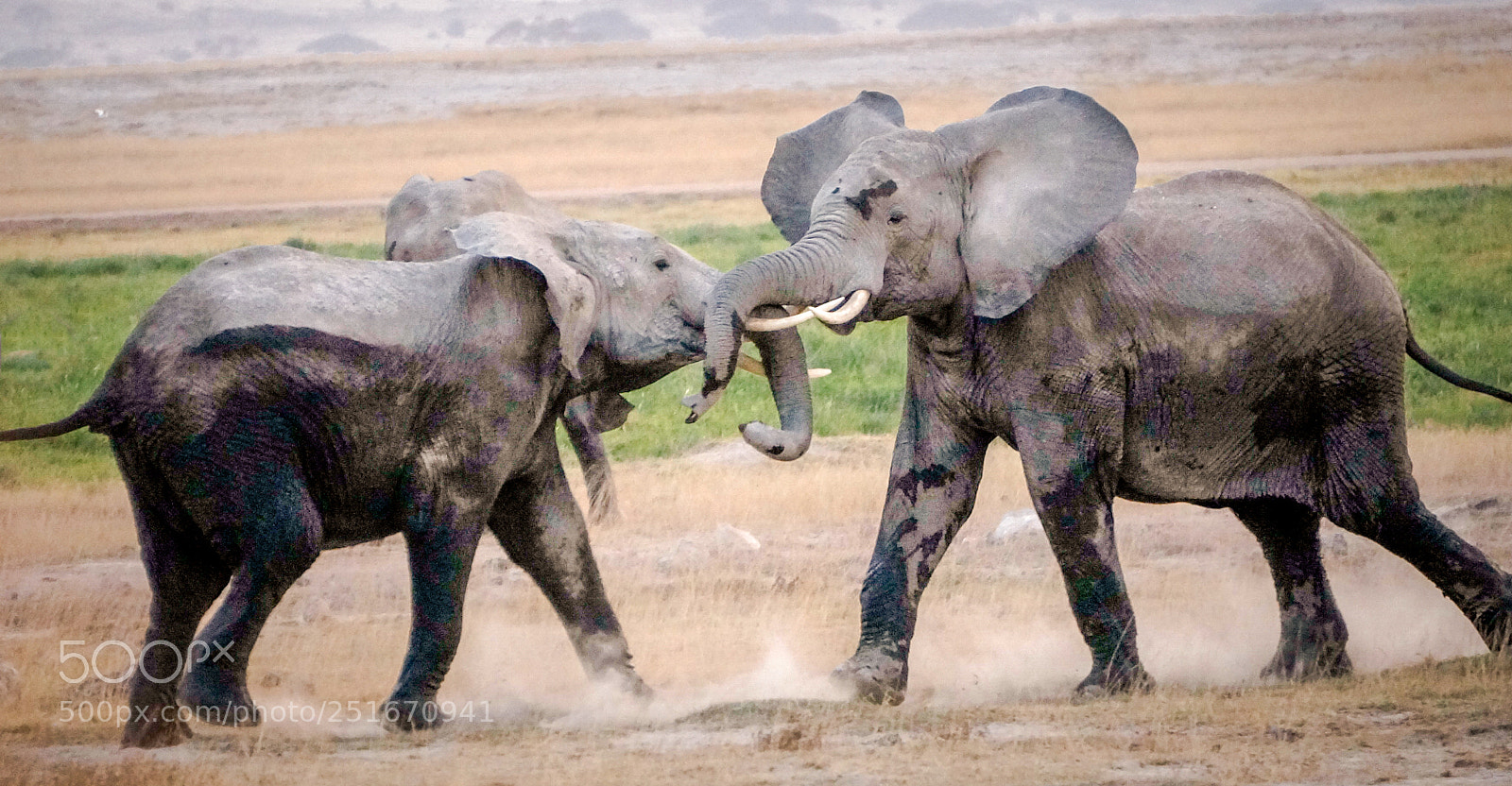 Sony Alpha NEX-6 sample photo. Elephant tussle edit edit photography