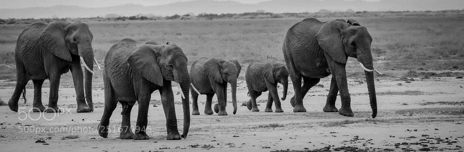 Sony Alpha NEX-6 sample photo. Elephant with babies photography