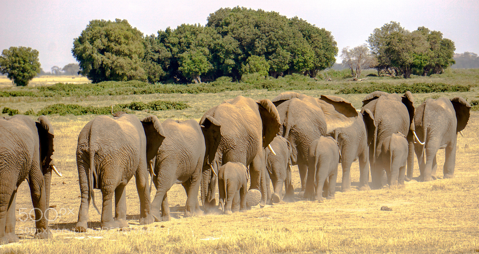 Sony Alpha NEX-6 sample photo. Elephants in a row photography