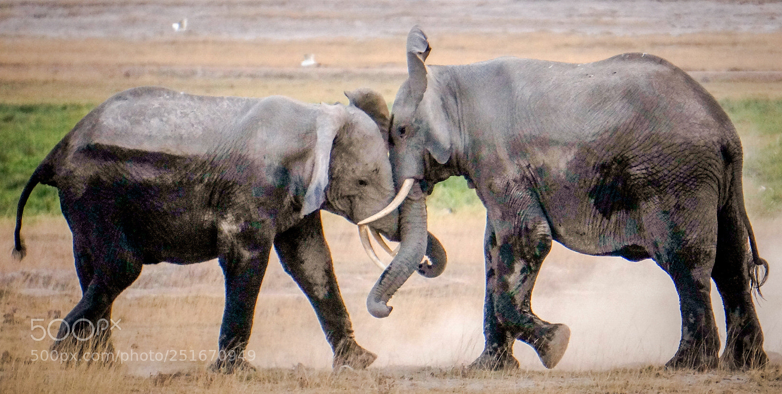 Sony Alpha NEX-6 sample photo. Elephants pushing photography