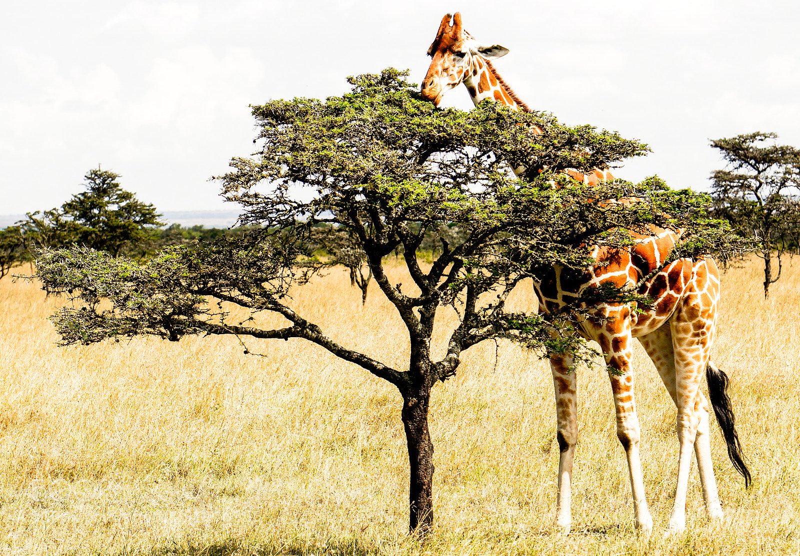 Sony Alpha NEX-6 sample photo. Giraffe grazing photography