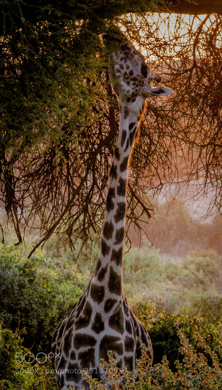 Canon EOS 60D sample photo. Giraffe stretching neck photography
