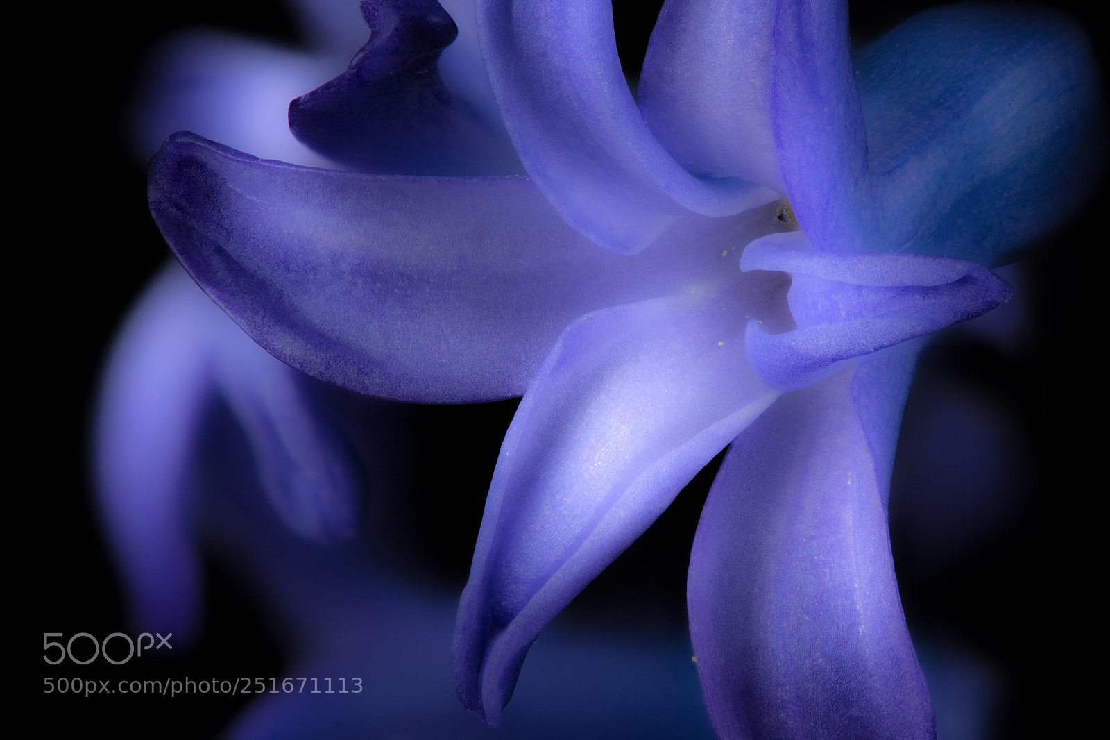 Nikon D4S sample photo. Hyacinth photography