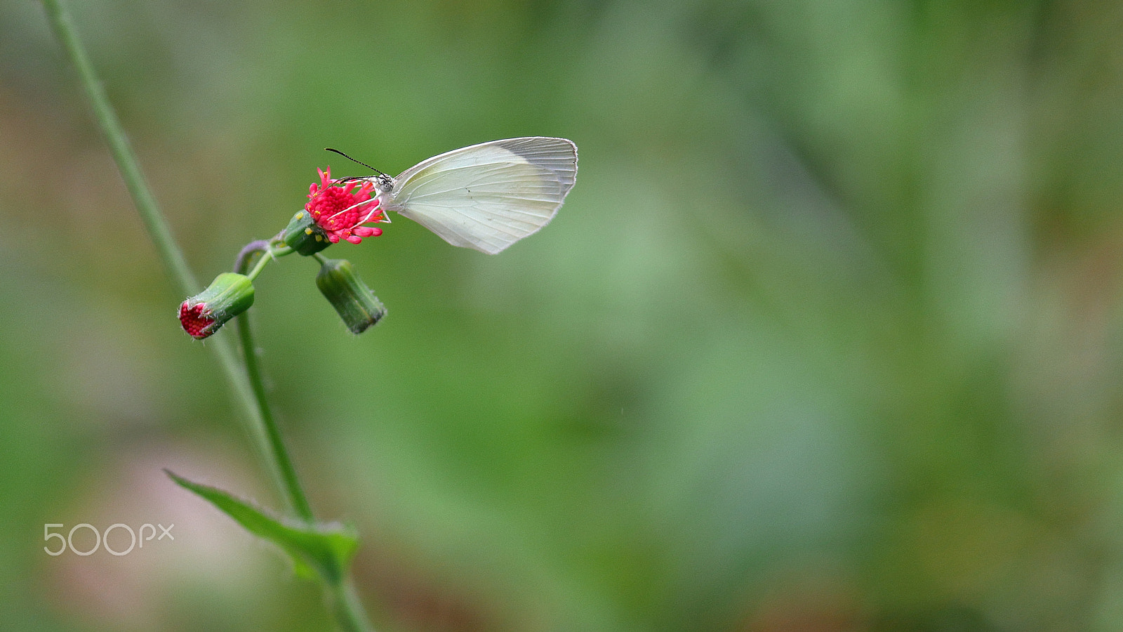 Canon EOS 1300D (EOS Rebel T6 / EOS Kiss X80) sample photo. Butterfly in my garden photography