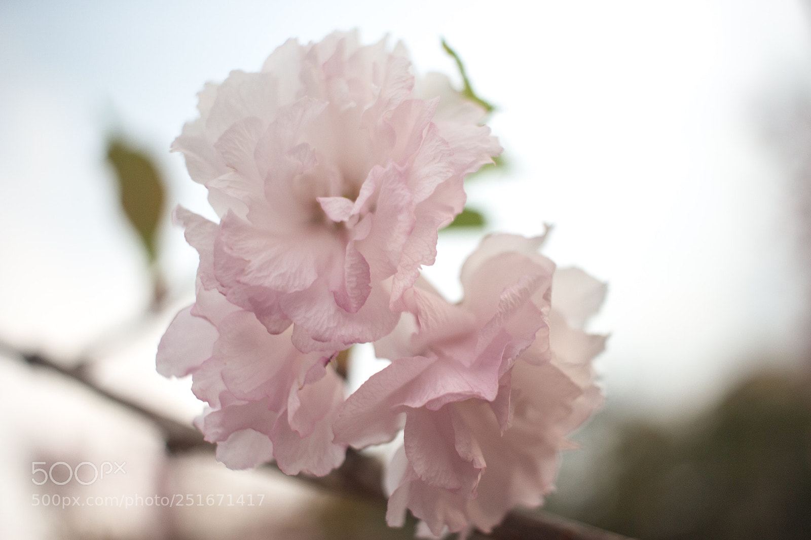 Canon EOS 700D (EOS Rebel T5i / EOS Kiss X7i) sample photo. Flower show hk photography