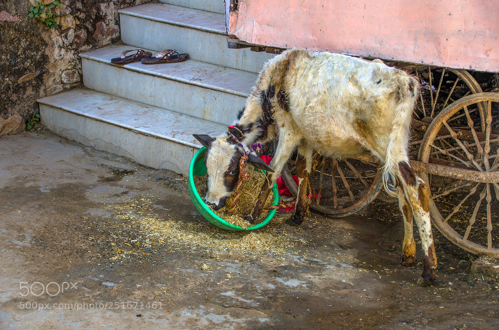 Nikon D7000 sample photo. Hungry calf photography