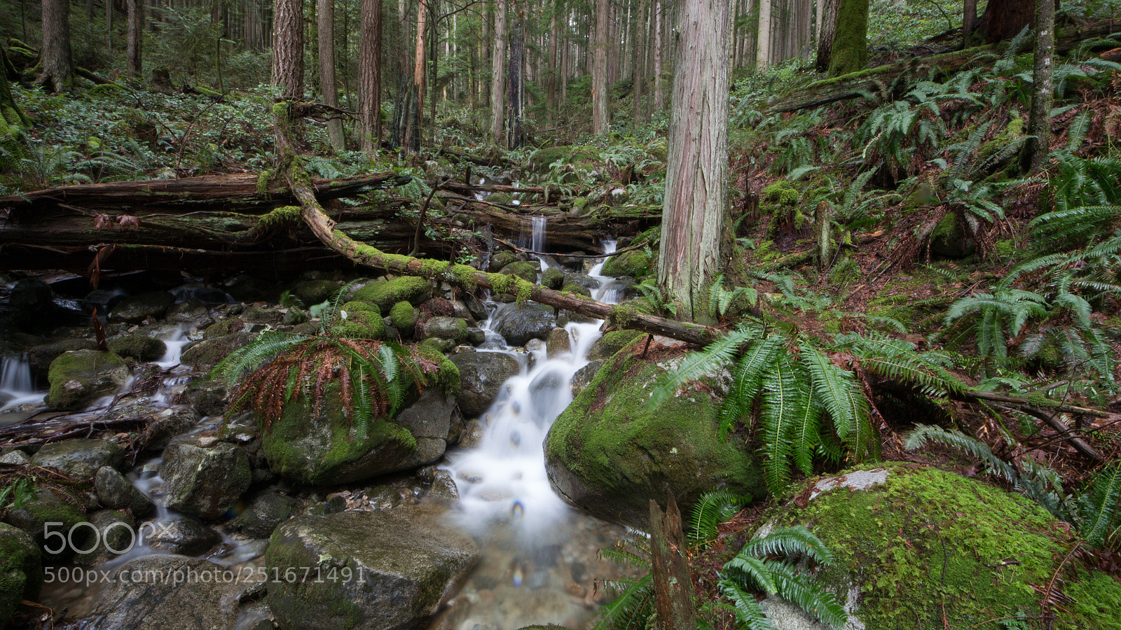 Canon EOS 700D (EOS Rebel T5i / EOS Kiss X7i) sample photo. Water in the forest photography