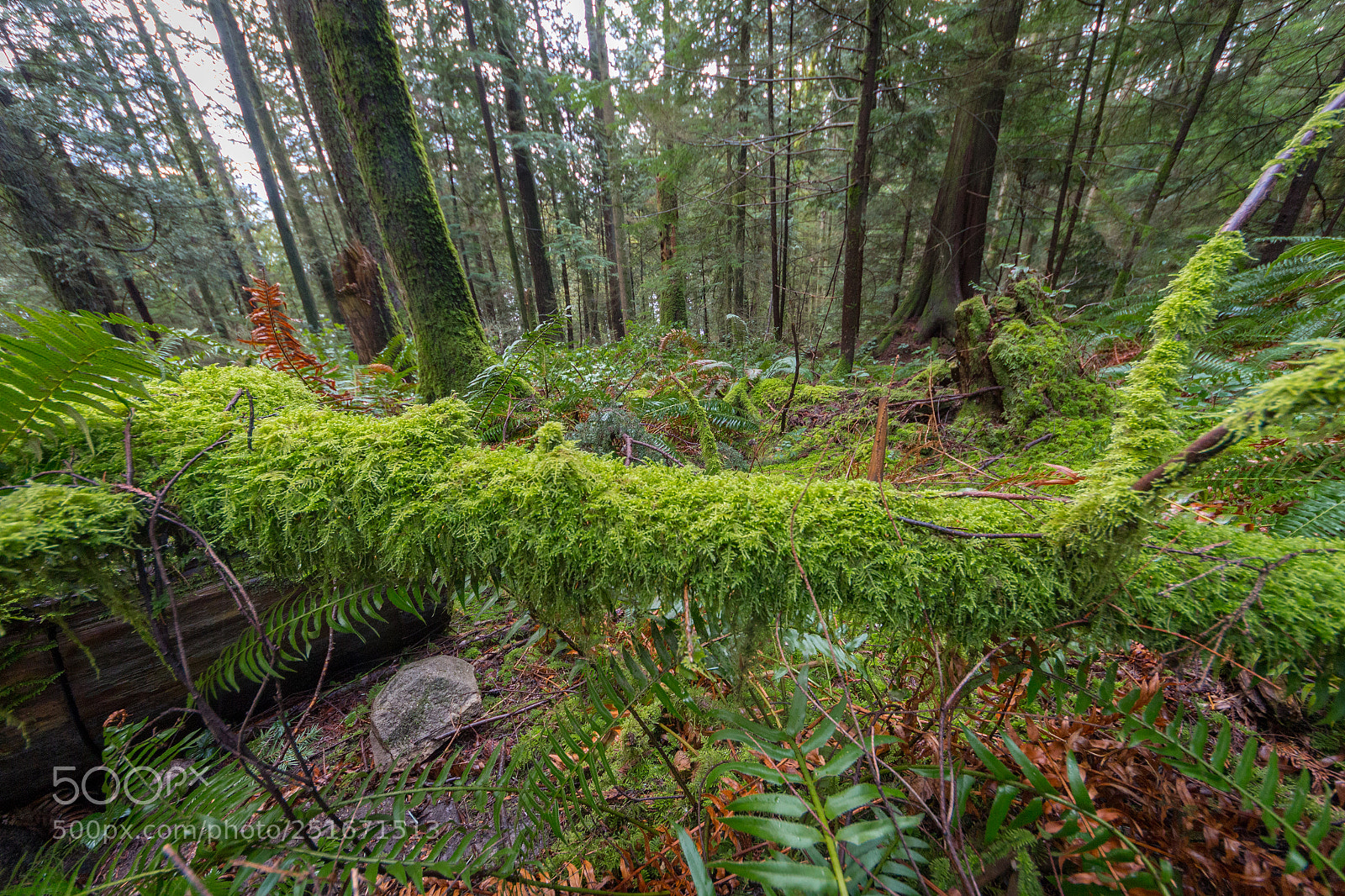 Canon EOS 700D (EOS Rebel T5i / EOS Kiss X7i) sample photo. Rain forest #2 photography