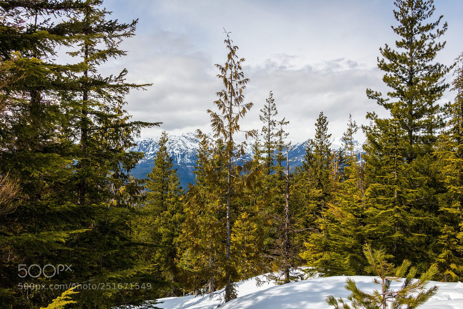 Canon EOS 700D (EOS Rebel T5i / EOS Kiss X7i) sample photo. Trees in the snow photography