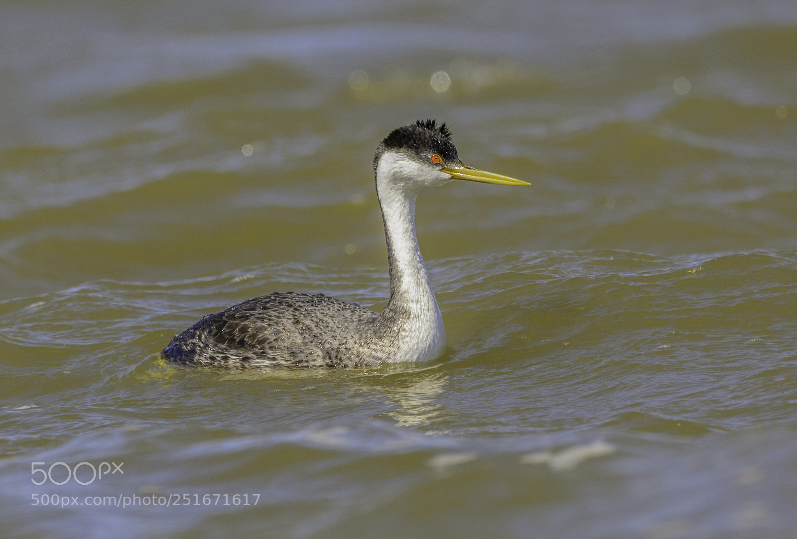 Nikon D7100 sample photo. Clark's grebe photography