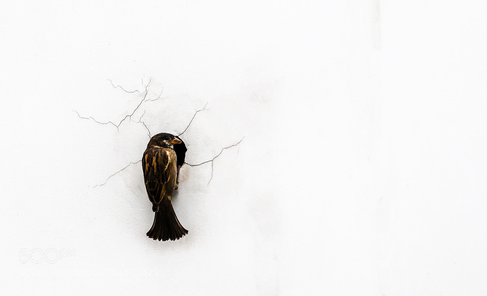 Canon EOS 6D Mark II sample photo. Bird photography