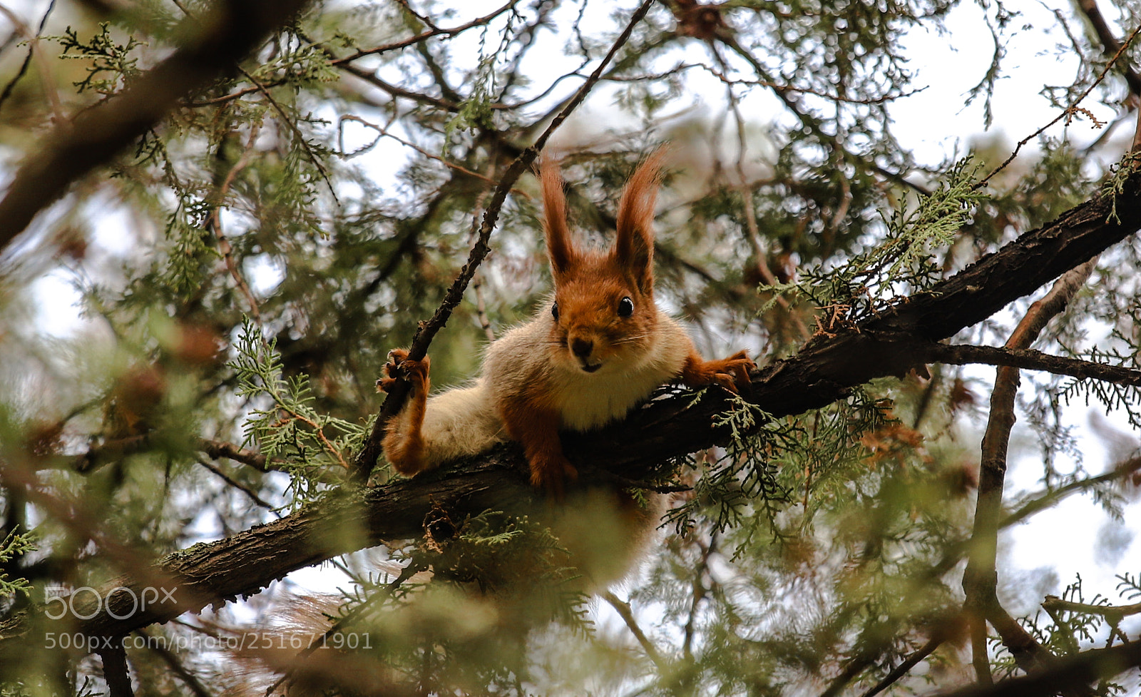 Canon EOS 6D Mark II sample photo. Squirrel photography