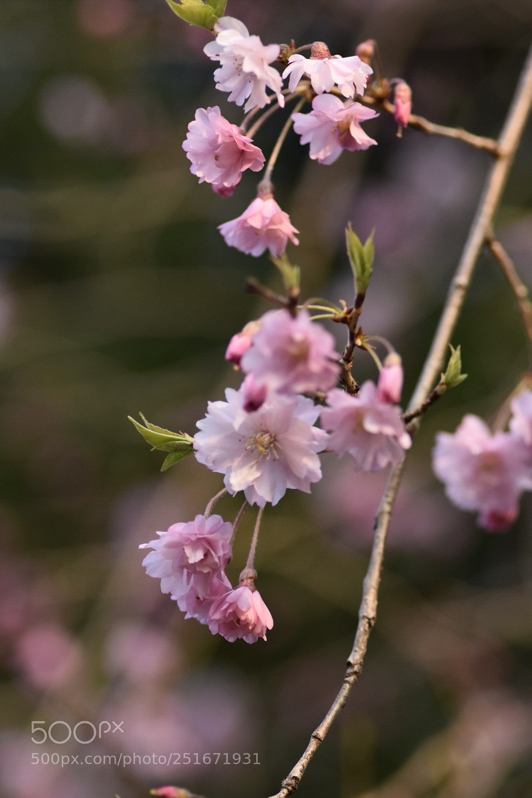 Nikon D7200 sample photo. Untitled photography