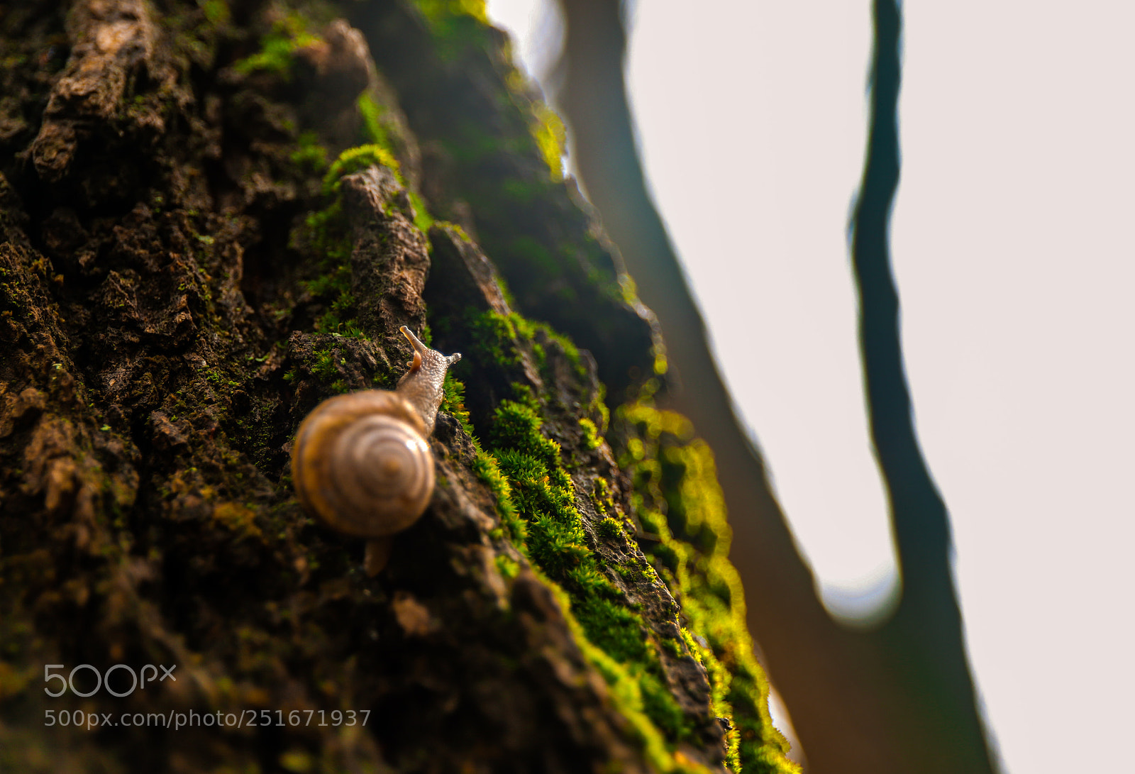 Canon EOS 6D Mark II sample photo. Snail photography