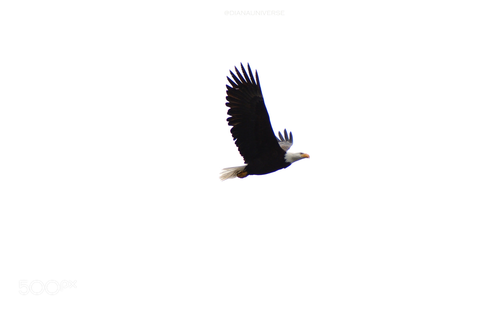 Nikon D7100 sample photo. Eagle eye photography