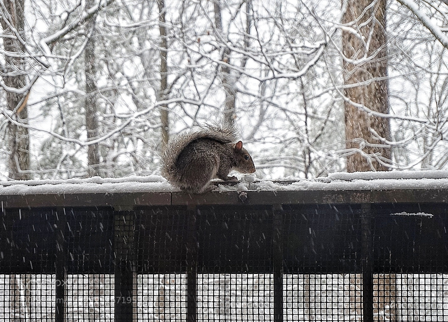 Sony Alpha a5000 (ILCE 5000) sample photo. Sheltering squirrel photography