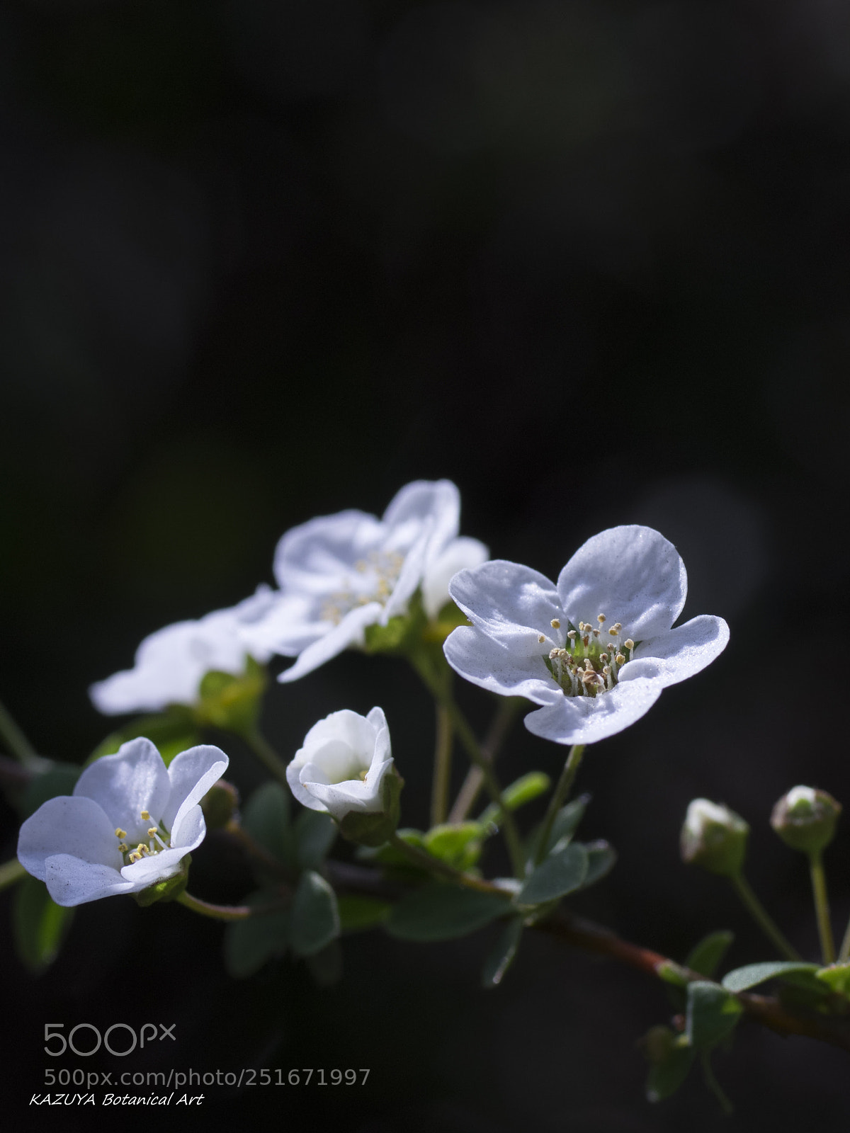 Pentax K-3 II sample photo. Spiraea thunbergii photography