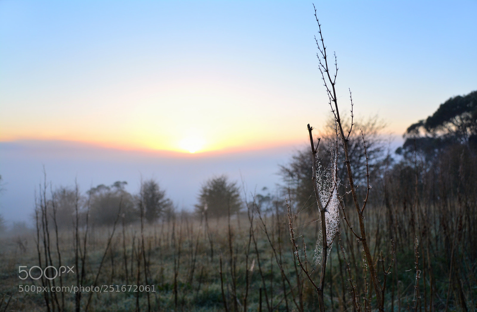 Nikon D7100 sample photo. A sunrise & a cobweb photography