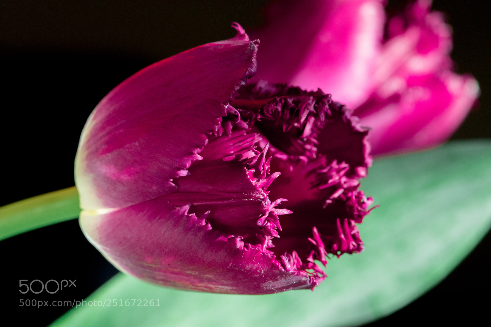 Canon EOS 5D Mark IV sample photo. Spring tulip photography