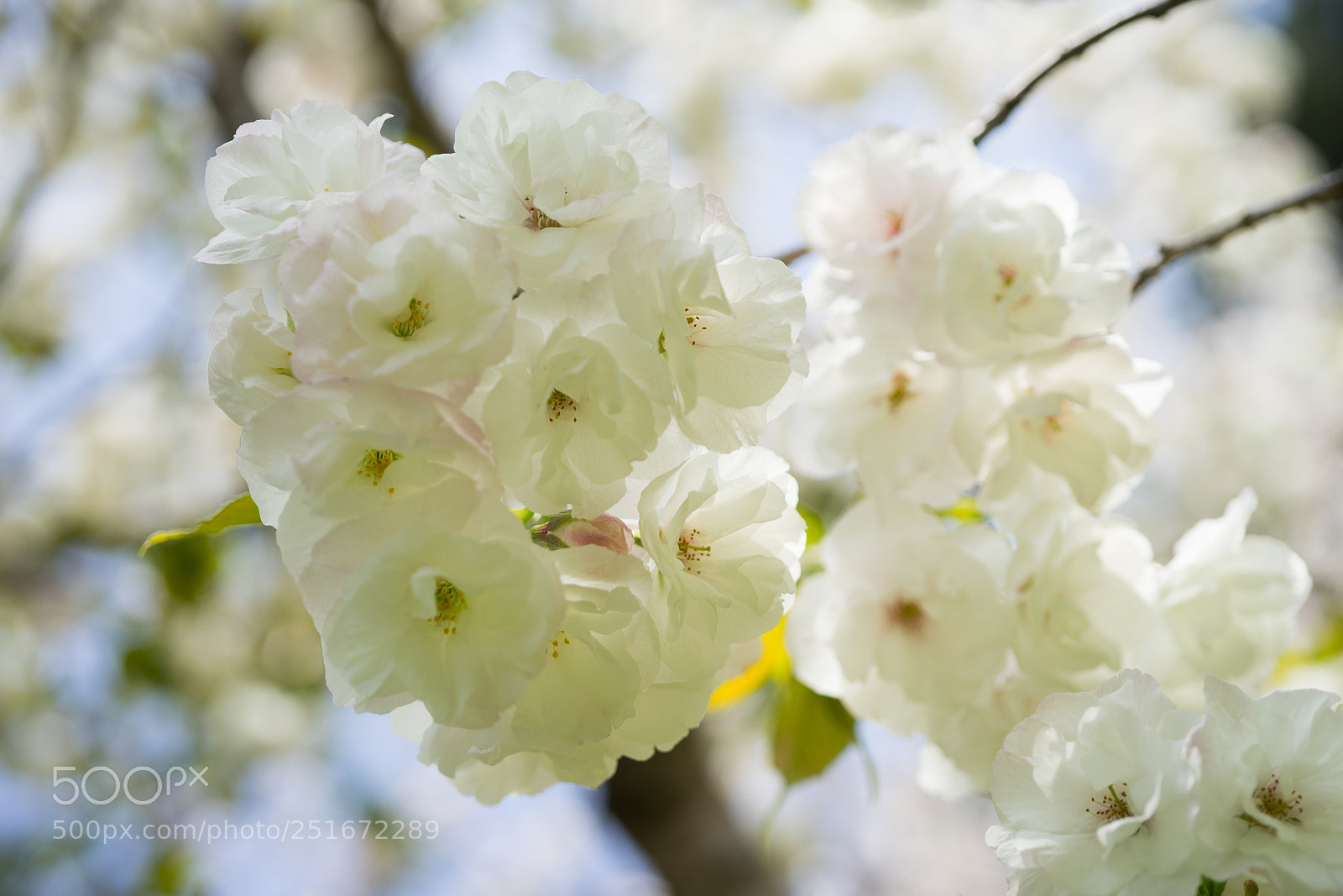 Sony a7 sample photo. Cherry blossom #7 photography