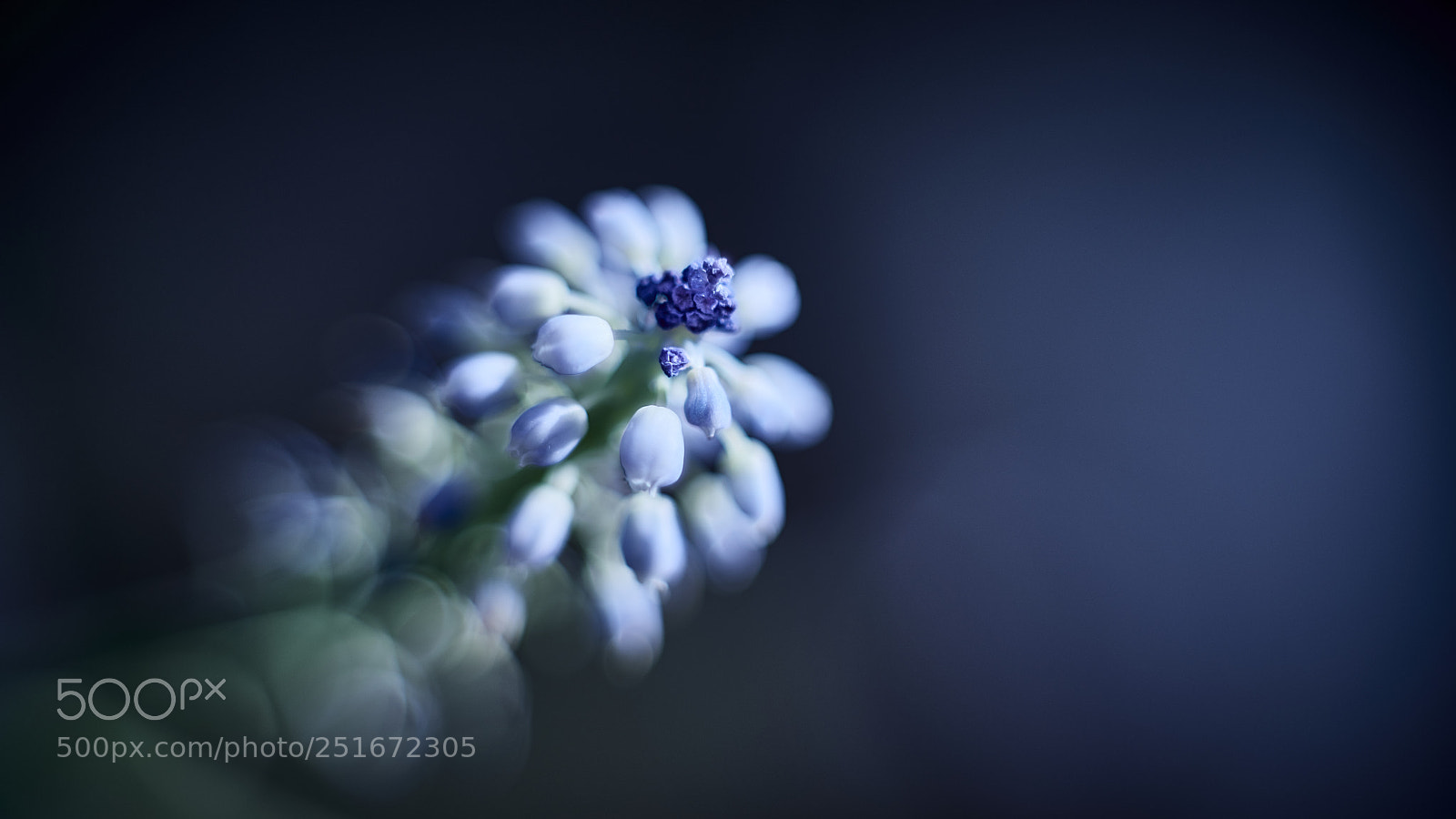 Nikon D800E sample photo. Bokeh bubble evolution photography