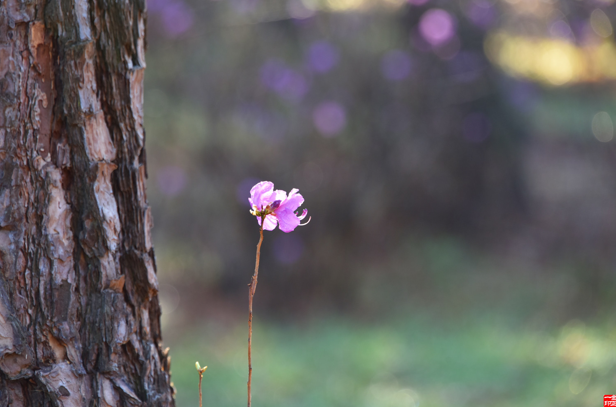 Nikon D810 sample photo. Spring fiower photography