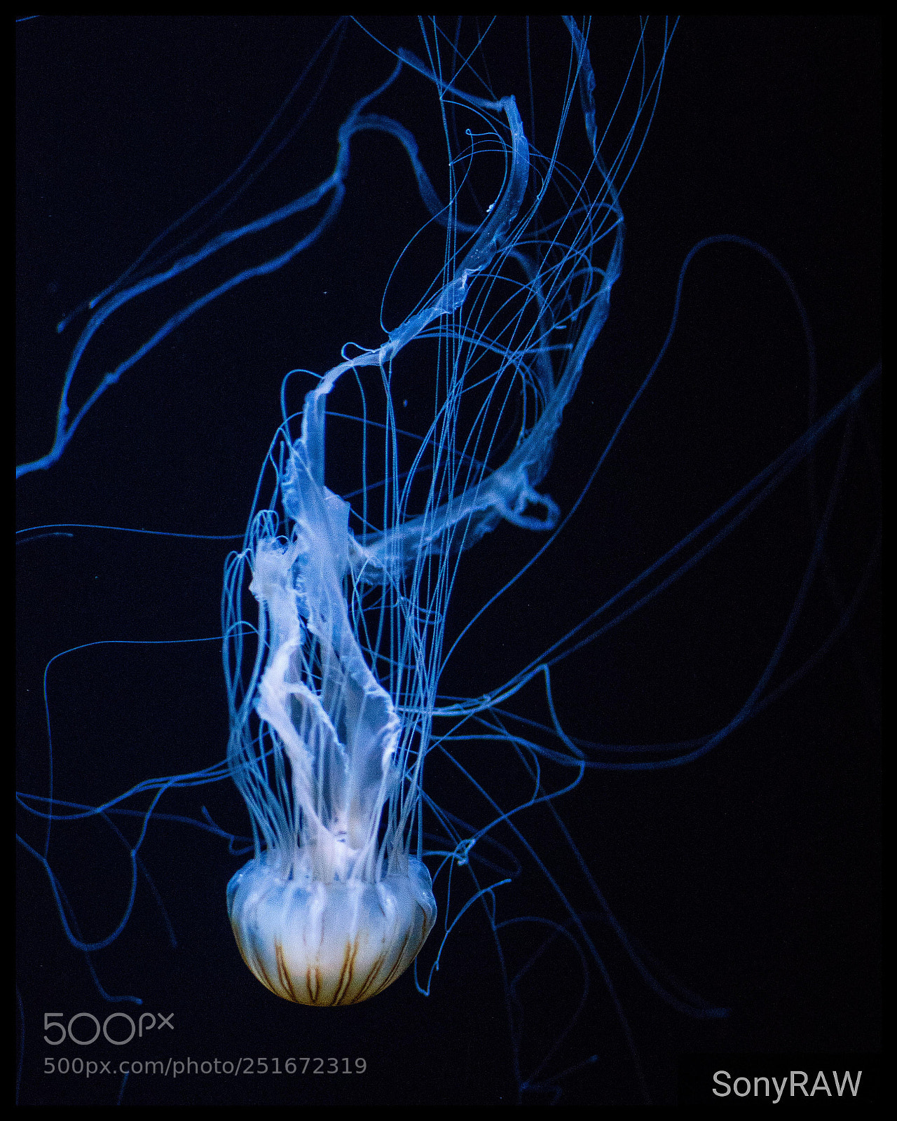 Sony a6500 sample photo. Jelly fish photography