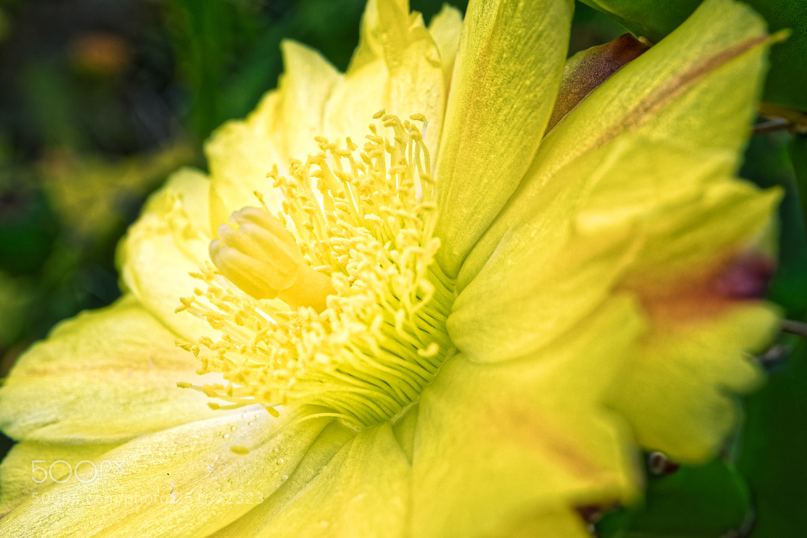 Canon EOS M5 sample photo. Yellow freshness photography