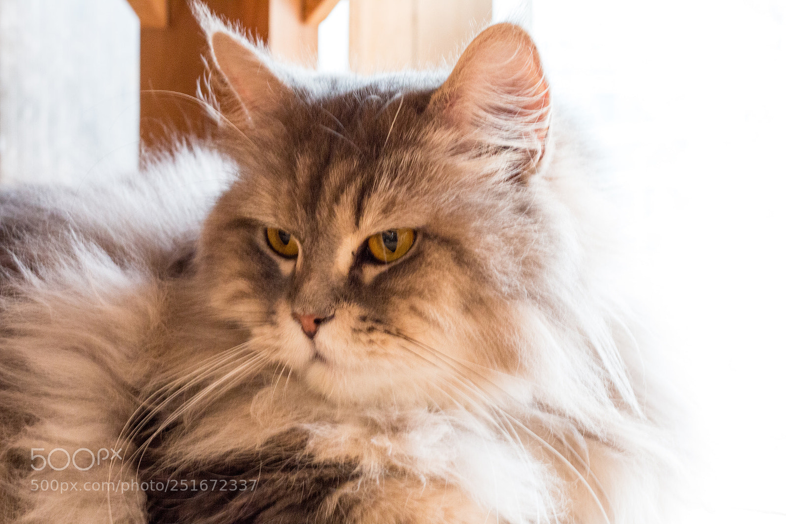 Canon EOS 70D sample photo. Cat,kitty isolate on background,front photography