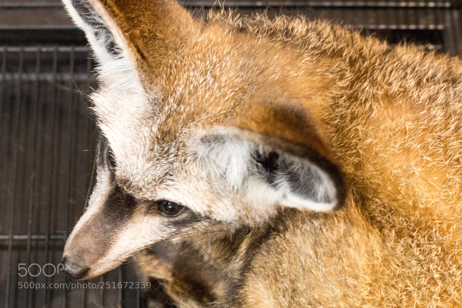 Canon EOS 70D sample photo. Fox,dog isolate on background,front photography