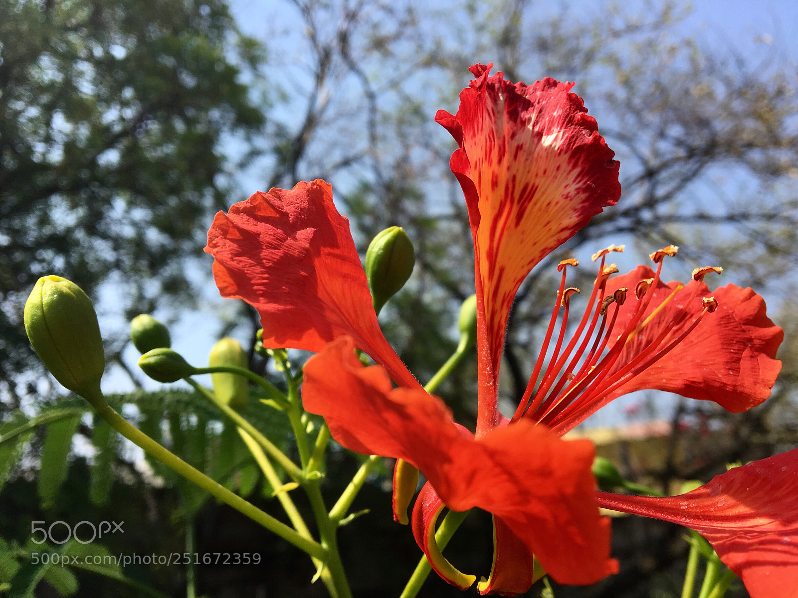 Apple iPhone 6s sample photo. Flamboyant photography