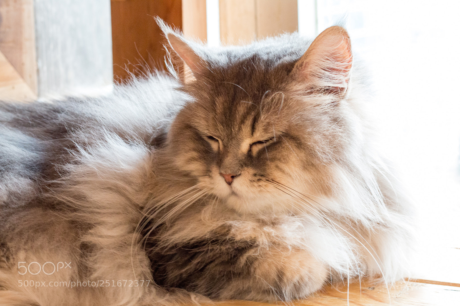 Canon EOS 70D sample photo. Cat,kitty isolate on background,front photography