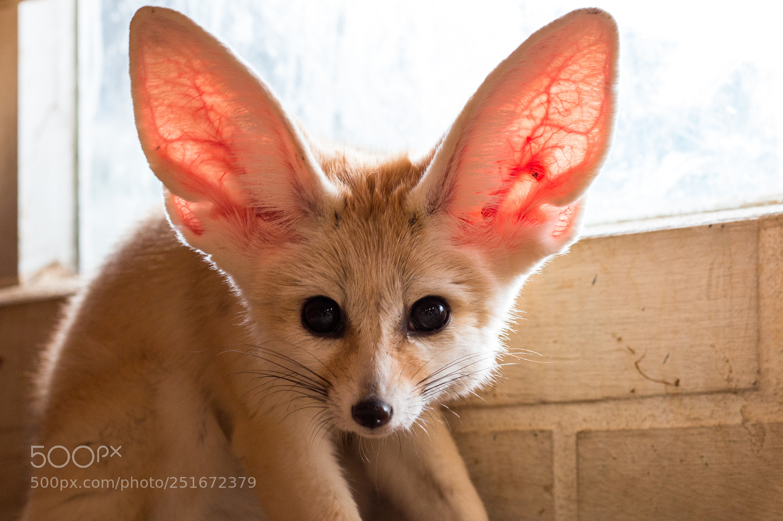 Canon EOS 70D sample photo. Fennec fox 1 year photography